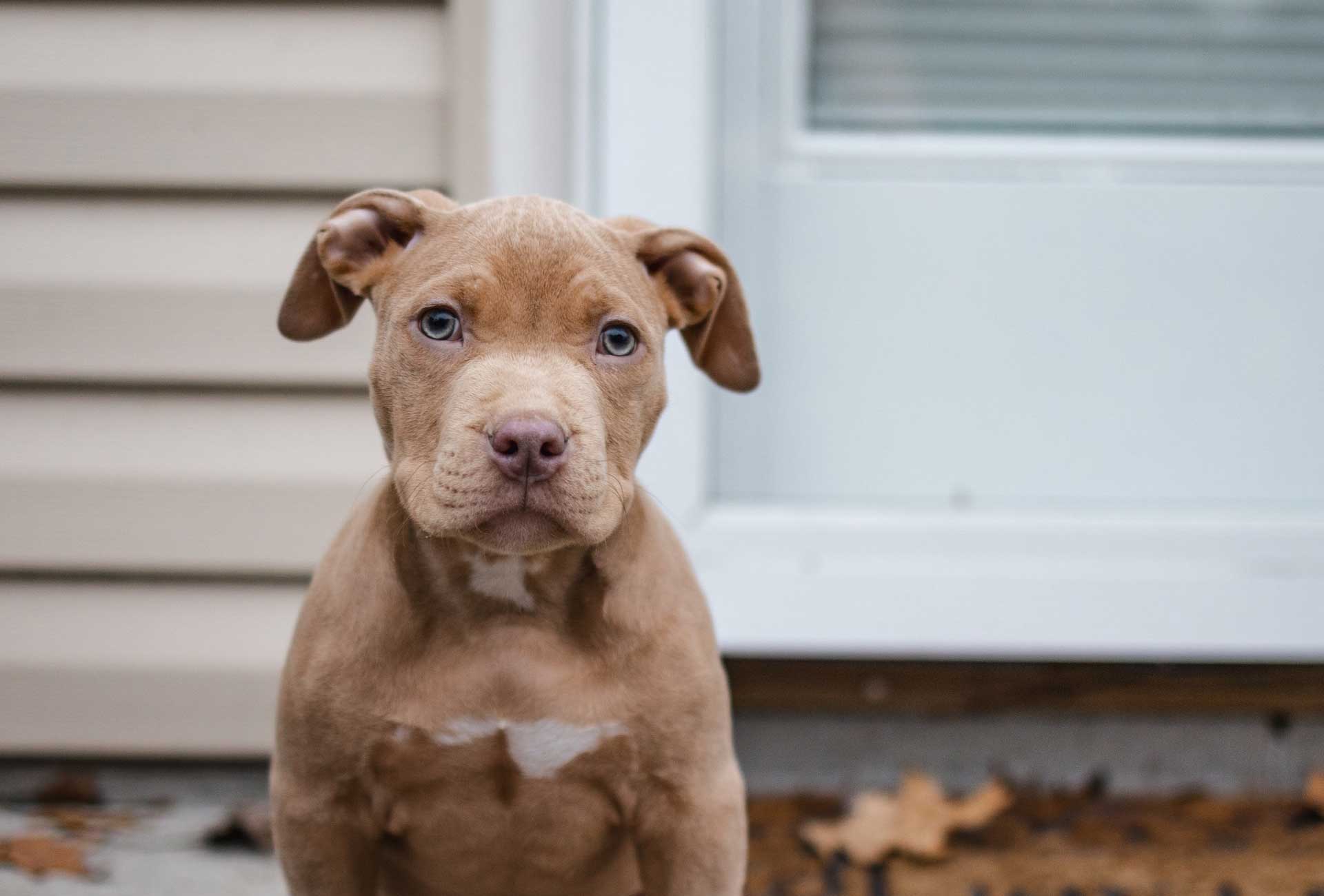 Fidog Petty Dry puppy food Vincent Pet Food