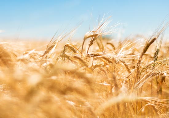Durum wheat